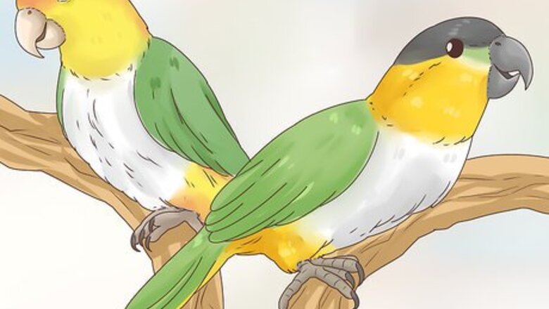 How to Choose a Caique Parrot
