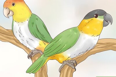 How to Choose a Caique Parrot