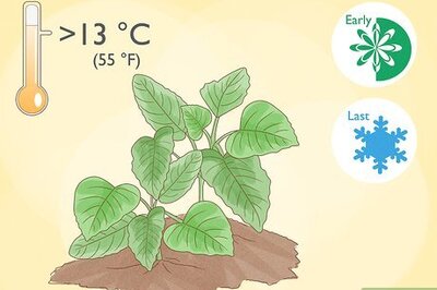 How to Plant Callaloo