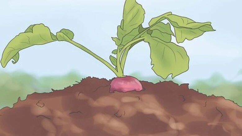 How to Harvest Radishes