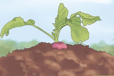 How to Harvest Radishes