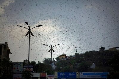 In Worst Attack in Yrs, Locusts Swarm Maharashtra, UP, Punjab on Alert; Govt to Deploy Drones