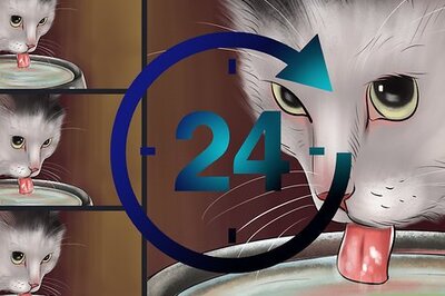 How to Know if Your Cat Has Kidney Issues