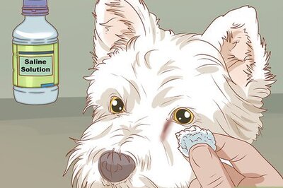 How to Remove a Tear Duct Stain from White Dogs