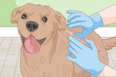 How to Remove a Tick from a Dog Without Tweezers