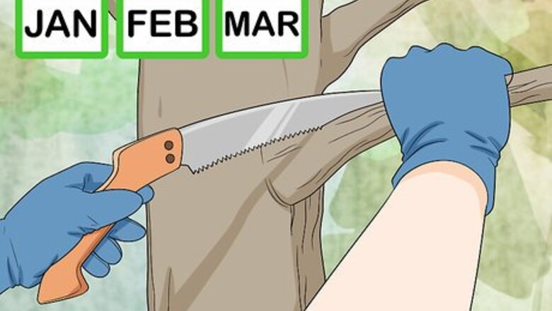 How to Trim Oak Trees