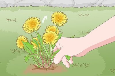 How to Get Rid of Dandelions in a Lawn