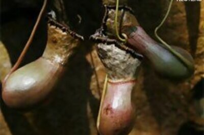 Mouse-eating plant debuts in Sydney horticulture show