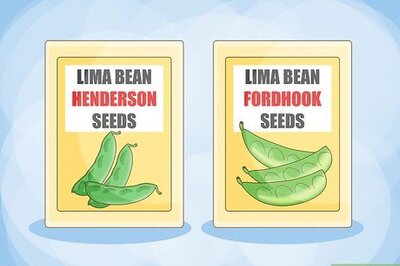 The Best Way to Grow Lima Beans in Your Home Garden