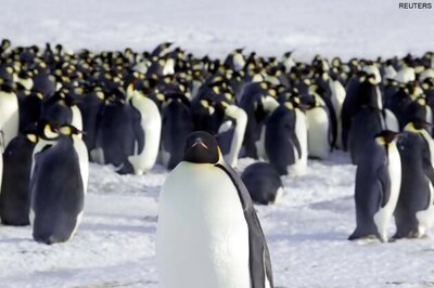 Melting ice threatens Emperor penguins: Study