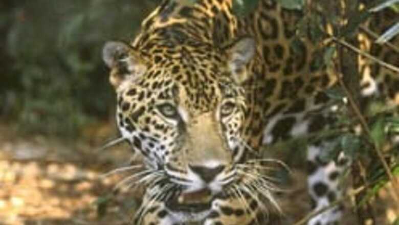 Jaguar kills zookeeper in Denver