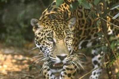 Jaguar kills zookeeper in Denver