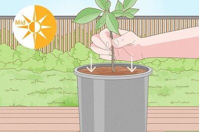 How to Care for Tiger Bark Ficus Bonsai Tree