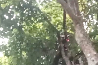 Three Jharkhand Women Climb 80-foot-tall Tree At Sarna Sthal To ‘Meditate’