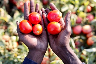 Bleedin' Red: Centre Holds Out Hope as Tomato Prices Shoot Up By Over 60 Per Cent