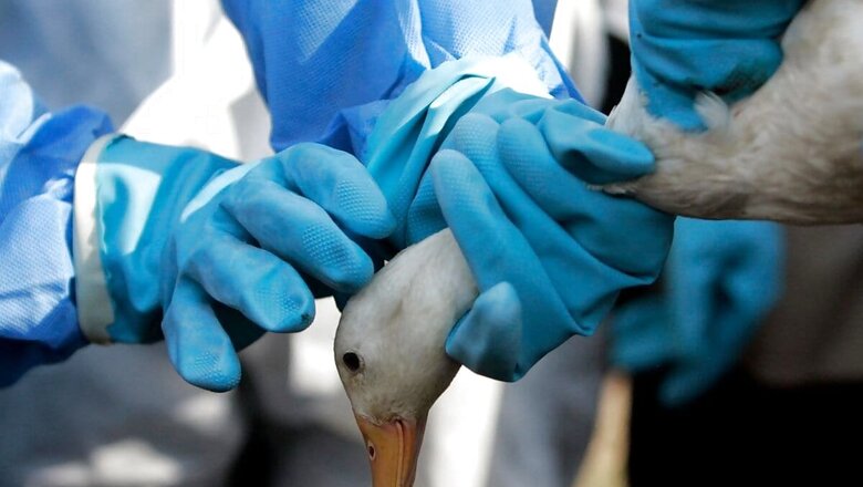 Bird Flu Scare: Delhi's Sanjay Lake Declared Alert Zone After 17 More Ducks Found Dead