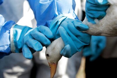 Bird Flu Scare: Delhi's Sanjay Lake Declared Alert Zone After 17 More Ducks Found Dead