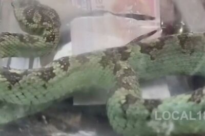 In Karnataka's Chikkamagaluru, Green Bamboo Pit Viper With Triangle-shaped Head Caught