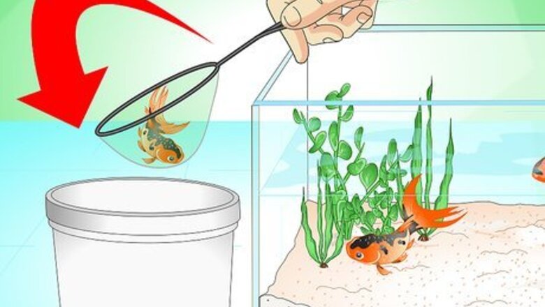 How to Save a Dying Goldfish