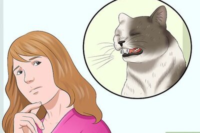 How to Stop a Cat from Pulling Its Hair Out