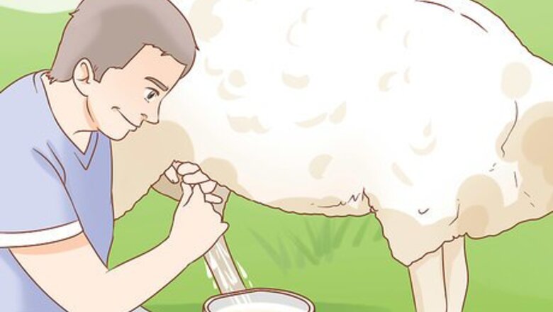 How to Raise an Orphaned Lamb