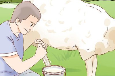How to Raise an Orphaned Lamb