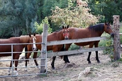 French Police Arrest A Man In Probe Of Horse Killings - Sources