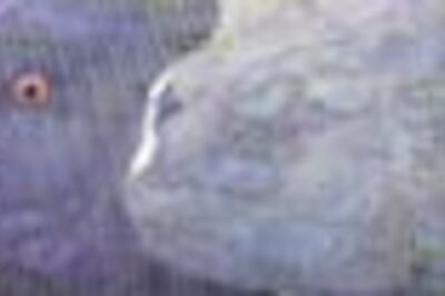 Cuban eggs fall foul of US Customs