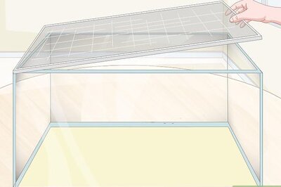 How to Take Care of a Chameleon