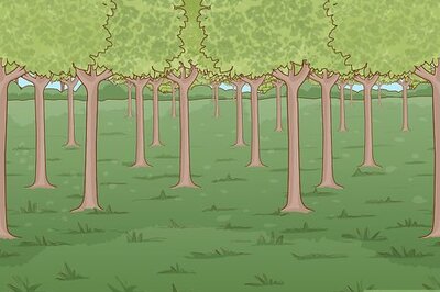 How to Start a Tree Farm
