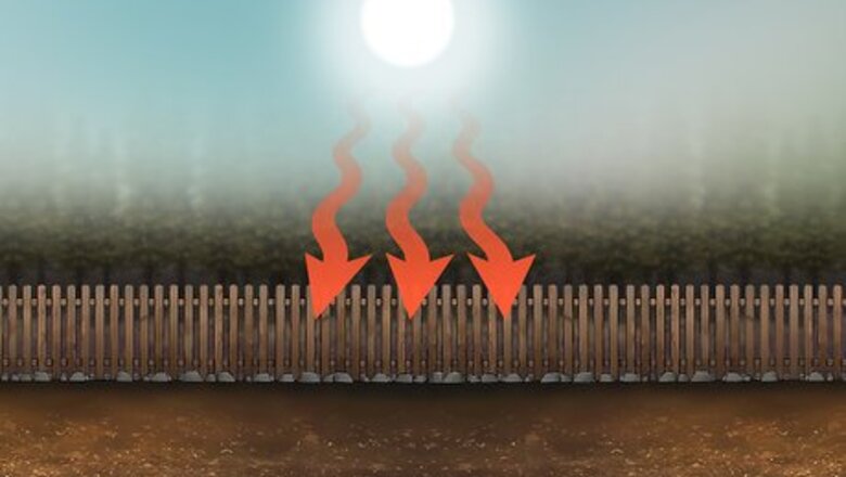 How to Grow Collard Greens