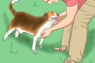 How to Engage in Healthy Play with Your Dog