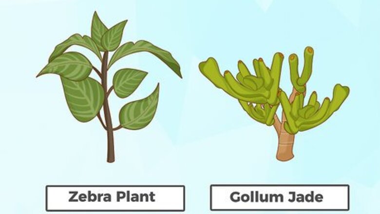 How to Plant Succulents Indoors