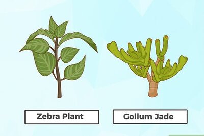 How to Plant Succulents Indoors