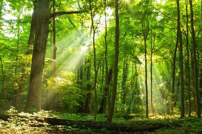 International Day of Forests: 10 Reasons Why Forest Conservation is Important