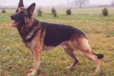 Mumbaikars offer pets for investigations