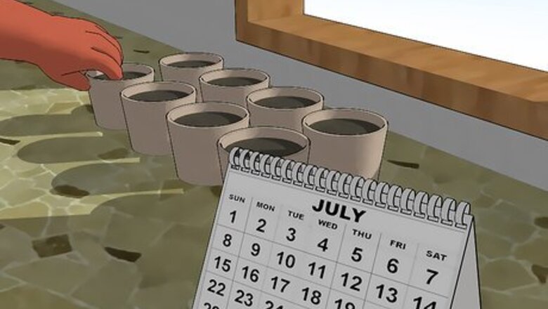 How to Grow Brussels Sprouts