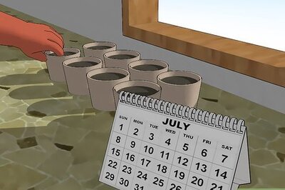 How to Grow Brussels Sprouts