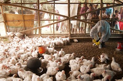 Bird Flu: Tamil Nadu on Alert; Steps to Prevent Outbreak Ordered