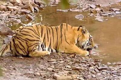 Water crisis hits Kumbhalgarh wildlife sanctuary