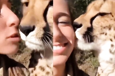 Watch: Woman Kisses Cheetah, Predator Licks Her Cheek In Return 
