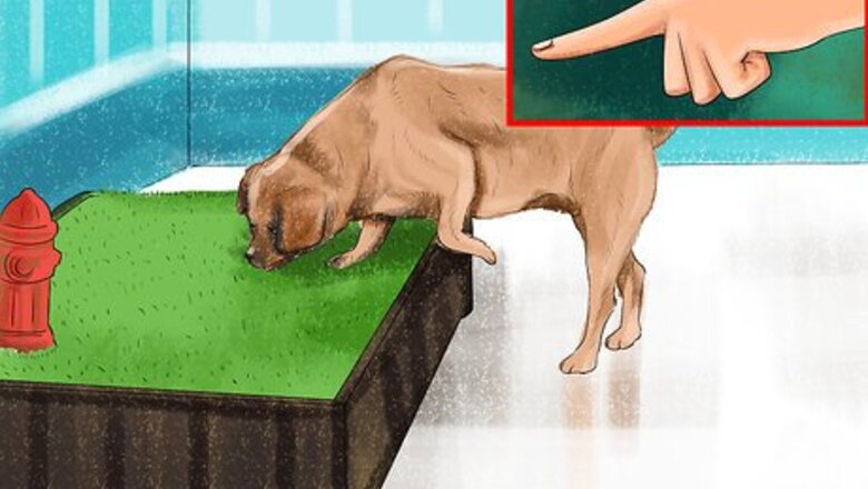 How to Know if a Senior Dog Is Right for Your Family