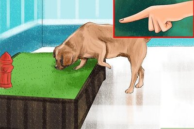 How to Know if a Senior Dog Is Right for Your Family