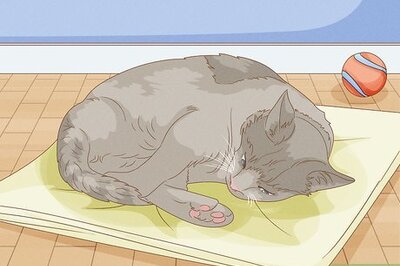 How to Fix Clinginess in Cats