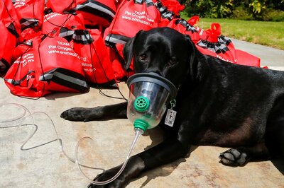After Irma, Special Oxygen Masks Helped Florida Pets Breathe Easier