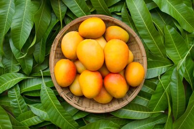 GI Certified Fazil Mango Variety from Bengal Exported to Bahrain: Commerce Ministry