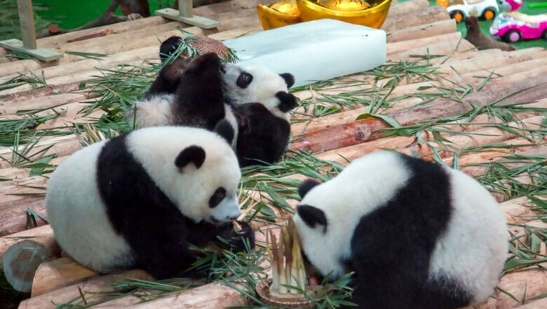 Rare Panda triplets celebrate first birthday in China