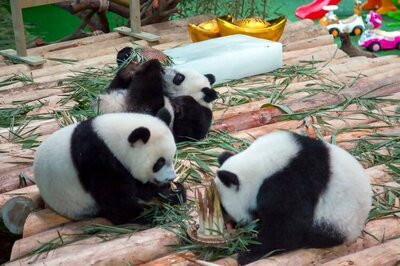 Rare Panda triplets celebrate first birthday in China