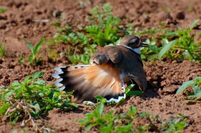 Killdeer Turns Killjoy as Bird and 4 Eggs Hold Up Canada’s Biggest Music Festival