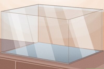 How to Care for Pillbugs